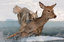 huemul