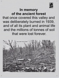 memory forest